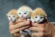 7603/1246298278-kittens.jpg